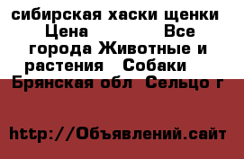 сибирская хаски щенки › Цена ­ 10 000 - Все города Животные и растения » Собаки   . Брянская обл.,Сельцо г.